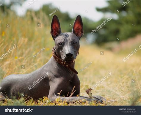 Mexican Hairless Xoloitzcuintle Beautiful Adult Dog Stock Photo
