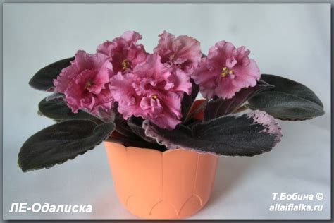 Фиалка Одалиска Фото И Описание Сорта – Telegraph