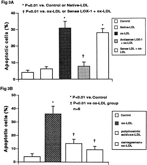 Upregulation Of Endothelial Receptor For Oxidized Ldl Lox 1 By