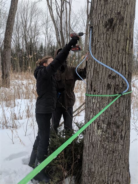 Man’s DIY Maple Tree Tapping System Collects 100 Gallons of Sap