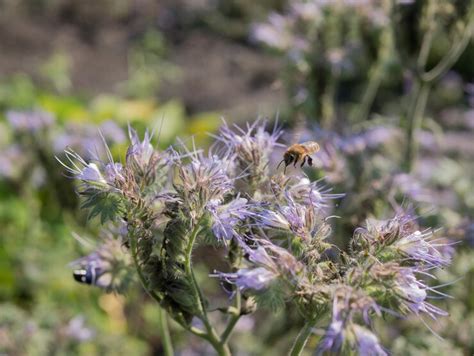 Подробная характеристика растения фацелия - отличного медоноса