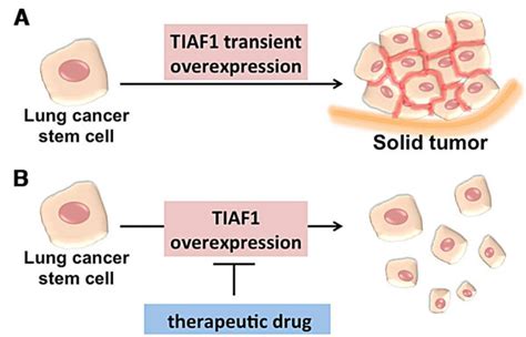 Tiaf Is A Potential Target For Lung Cancer Therapy A When Cancer