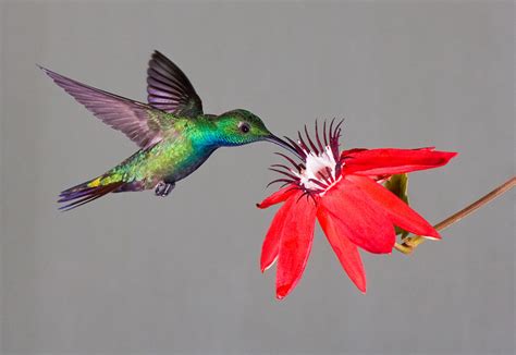 Savvy Housekeeping » 5 Flowers That Attract Hummingbirds