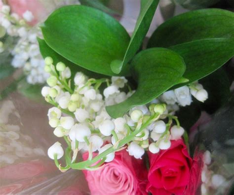 Côté jardin. Du muguet à la floraison des cerisiers