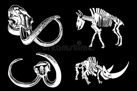 Esqueleto Vectorial De Rinoceronte Y Toro Y Cráneo De Mamut Aislados En