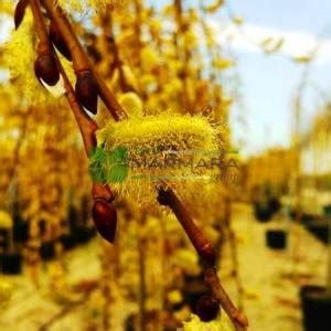 Goat Willow French Pussy Willow Pendula Salix Caprea Pendula SALICACEAE SMS Marmara Group