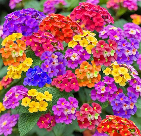 Amazon.com : 50+Mix Lantana Seeds for Planting -Perennial Seeds Garden