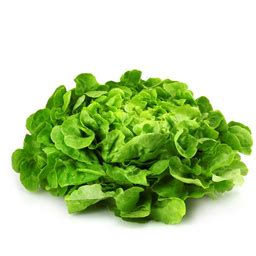 Salade feuille de chêne blonde 1 u Earl Des Prés Locavor fr