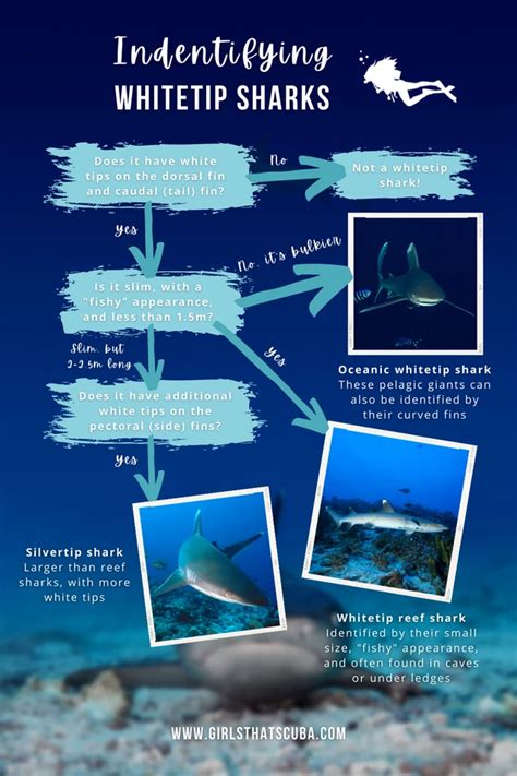 Whitetip Reef Sharks - 8 Questions Answered