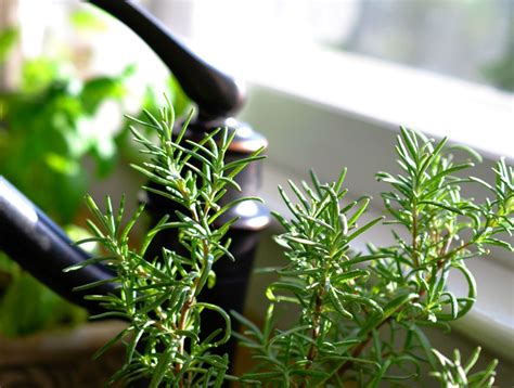 kruiden  de moestuin verzorgen doe je zo ecostyle