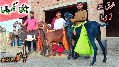 Top Class Nagra Beetal Goats Of Rana Sunny Faislabad Beetal Goats