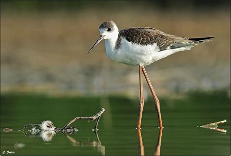 Juvenile Black Winged Stilt Himantopus Himantopus Flickr