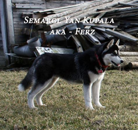 Сибирские Хаски | Siberian Husky : Всё о собаках породы Сибирский Хаски ...