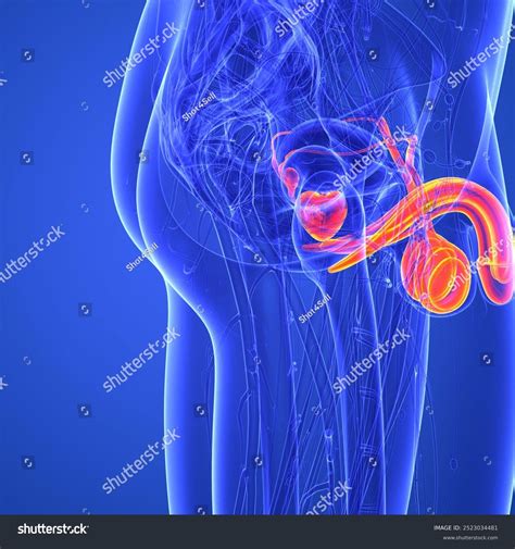 Male Reproductive Systemexternal Organs Include Penis Stock