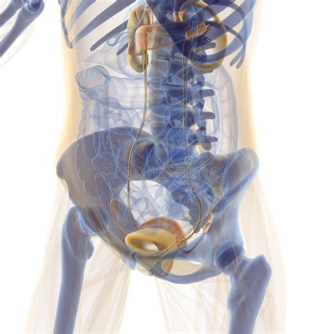 Geb Rmutter Stock Abbildung Illustration Von Vagina