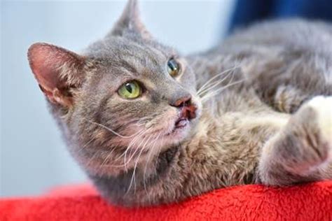 Cat With Cleft Palate Has Faith In Finding Forever Home