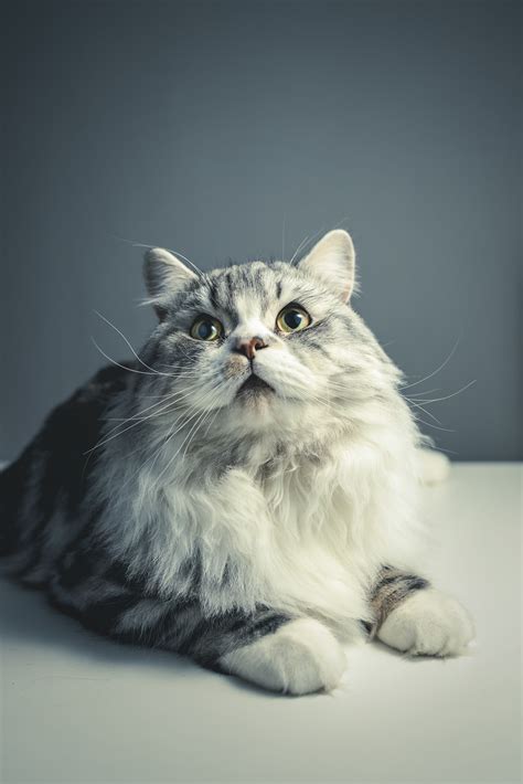 Free Images : white, kitten, monochrome, pets, whiskers, vertebrate
