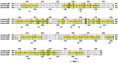 α Helices And β Strands From The Crystal Structures Of Erα And Erβ Are