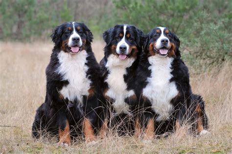 Berner Sennenhond Vriendelijk Zelfverzekerd En Sociaal Onze Hond