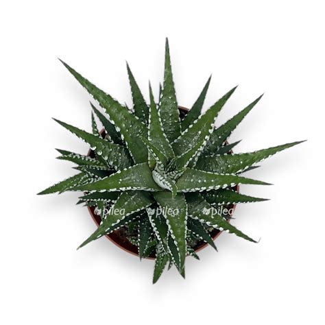 Хавортия Сноу Вайт 5/10 купить в Москве с доставкой в интернет магазине ...