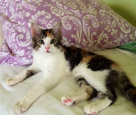 craigslist in lancaster pennsylvania 5