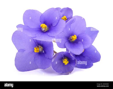 Saintpaulia African Violets Isolated On White Background Stock Photo