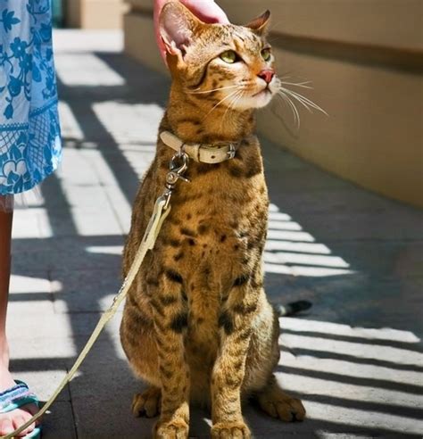 Purrricey 19 Pussy Cats That Cost A Pretty Penny