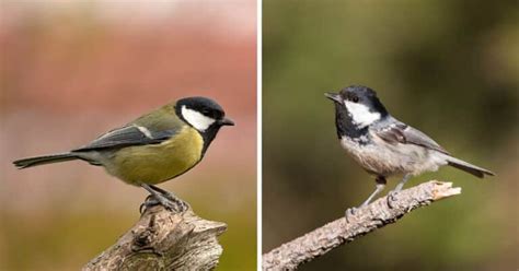 Great Tit vs. Coal Tit (11 Key Differences Explained) - Bird Nature