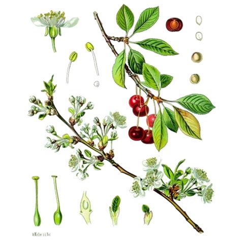 Вишня степная (вишня кустарниковая, полевая вишня). Легенды, мифы ...