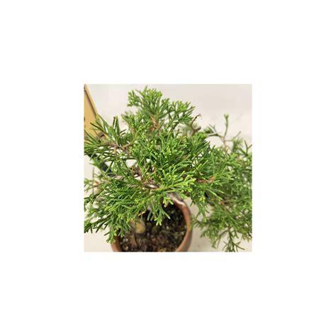 Juniperus Chinensis Var Sargentii