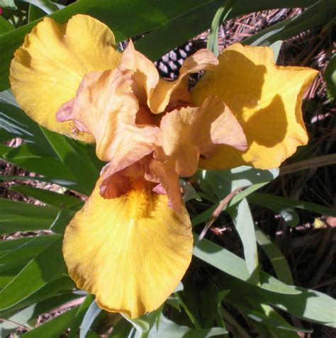 living  dyeing   big sky  iris garden