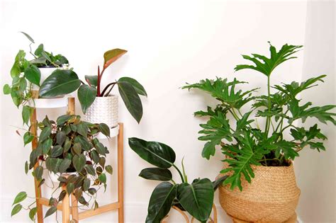 25 Types Of Philodendron To Grow Indoors