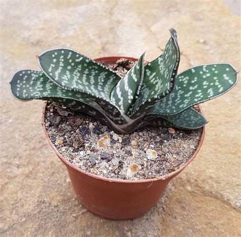 Gasteria obtusifolia variegata