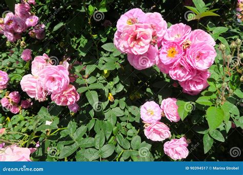 Piccole Rose Rosa Su Un Albero Immagine Stock - Immagine di verde ...