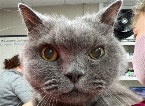 Things are looking up for 15 year old Nestor after slow recovery from