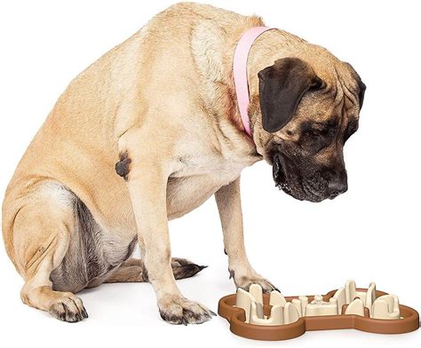 Slow Feeder Dog Bowl: Promoting Healthy Eating Habits in Pet