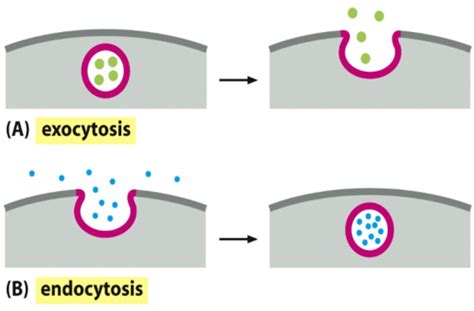 Exam 3 Cell Bio Vesicular Traffic Endocytosis And Secretion Flashcards