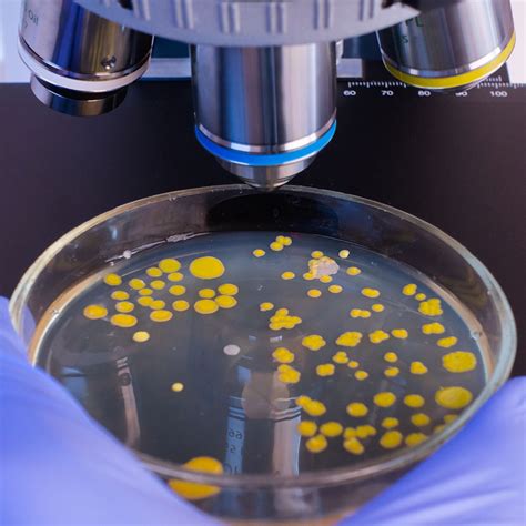 Heterotrophic Plate Count (HPC) Test – Oahu Lab Testing and Compliance LLC