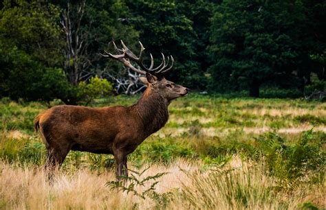 Free Images Prairie Animal Wildlife Stag Mammal Fauna Antler