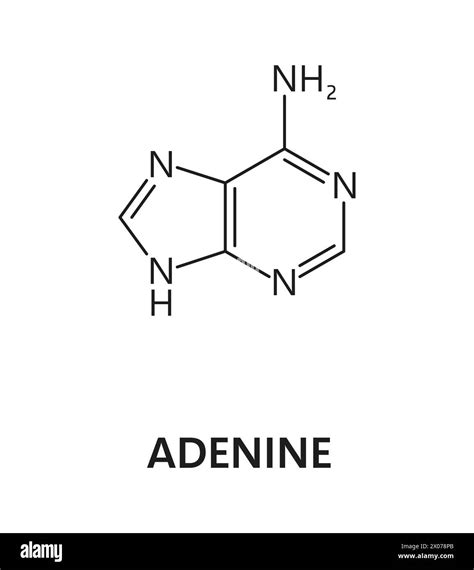 Adenine Nucleic Acid Nitrogenous Base Nitrogen And Hydrogen Formula Nitrogen And Hydrogen