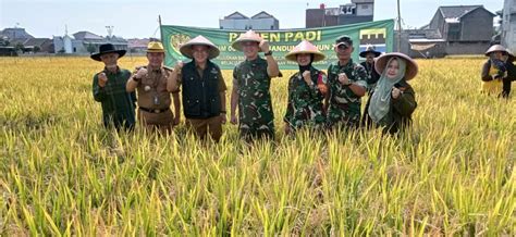 Panen Raya Padi Di Rancasari Kota Bandung SATUJABAR