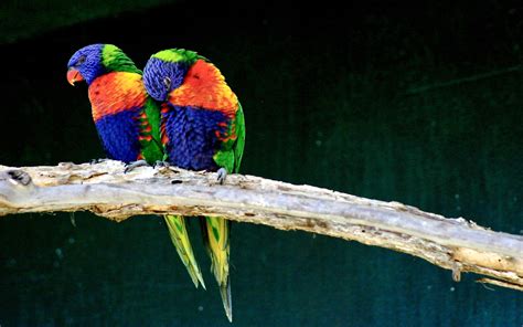 Love Birds HD desktop wallpaper : Widescreen : High Definition : Fullscreen