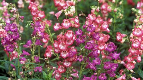 Everything You Need To Know About Caring For Penstemons Late Summers Finest Flowers News Digging