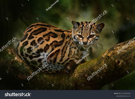 ocelot eating