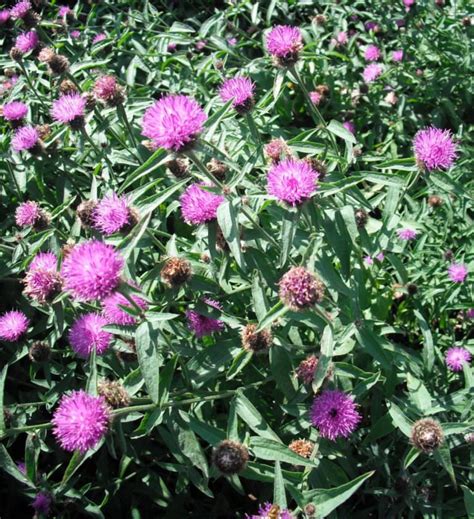 Lesser Knapweed Seed Forestart