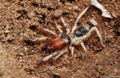 Solifuge Arachnids Thats Latin For Awesome — The Bug Chicks