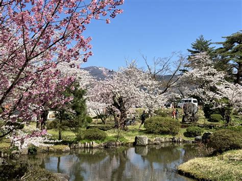 【屋台やイベント、夜桜ライトアップ♪】“日本さくら名所100選”の公園に咲く約3,000本の桜！五泉市「村松公園」【新潟県の桜名所･お花見 ...