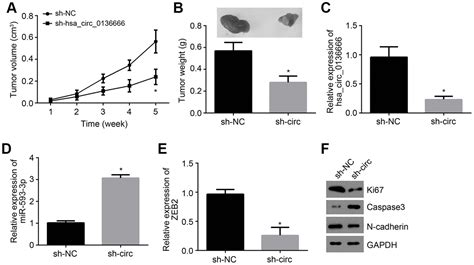 Overexpression Of Hsa Circ Predicts Poor Prognosis And