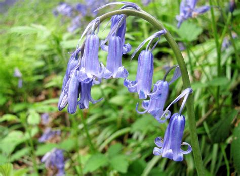 English And Spanish Bluebells Features Facts And Problems Owlcation