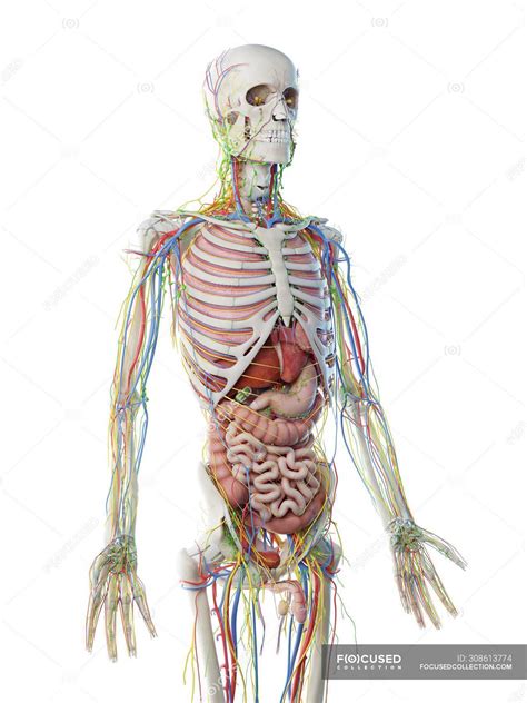 Male Upper Body Anatomy